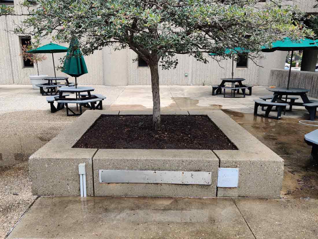 concrete tree bed after