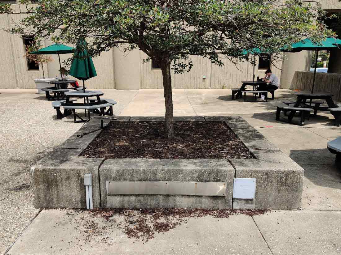concrete tree bed before